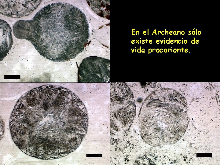 En el Archeano sólo existe evidencia de vida procarionte. 