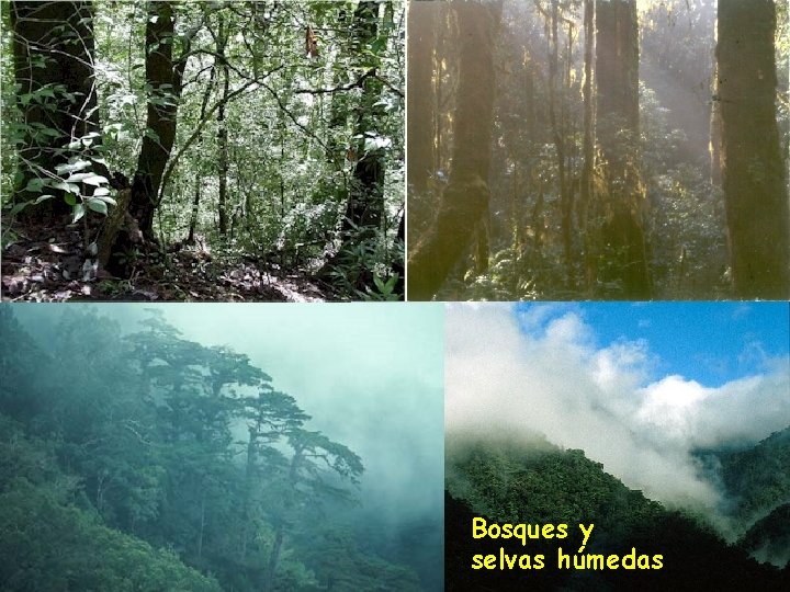 Bosques y selvas húmedas 
