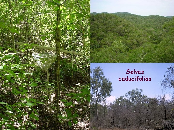 Selvas caducifolias 