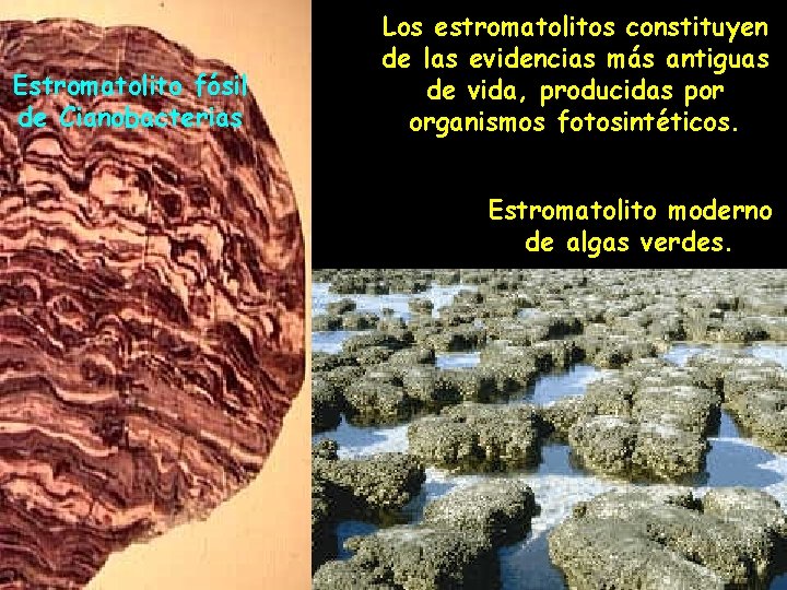 Estromatolito fósil de Cianobacterias Los estromatolitos constituyen de las evidencias más antiguas de vida,