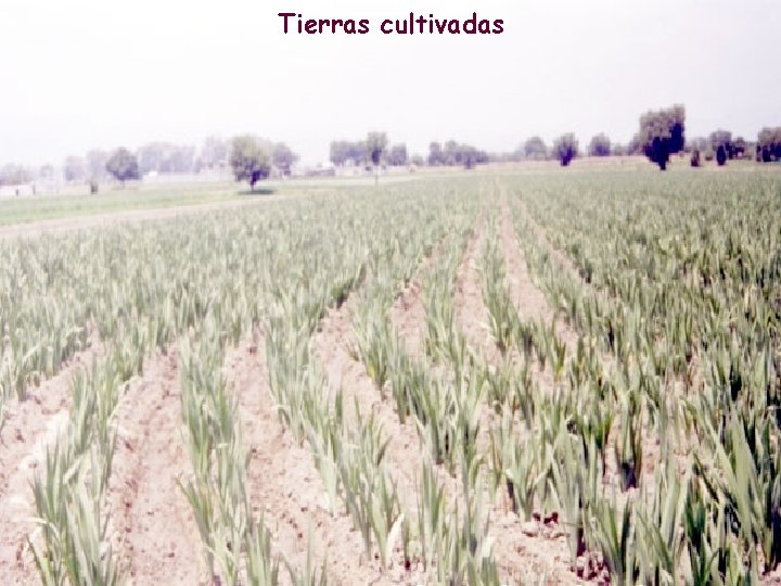 Tierras cultivadas 