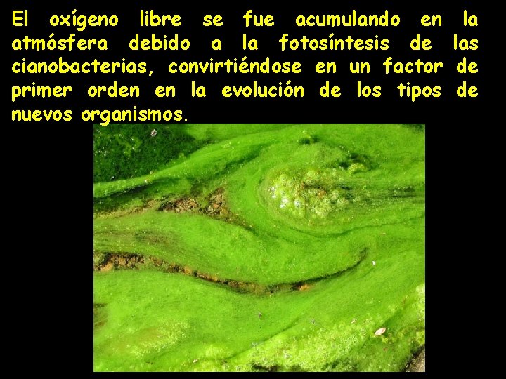 El oxígeno libre se fue acumulando en atmósfera debido a la fotosíntesis de cianobacterias,