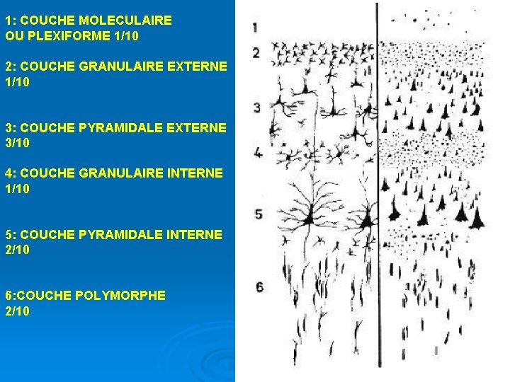 1: COUCHE MOLECULAIRE OU PLEXIFORME 1/10 2: COUCHE GRANULAIRE EXTERNE 1/10 3: COUCHE PYRAMIDALE