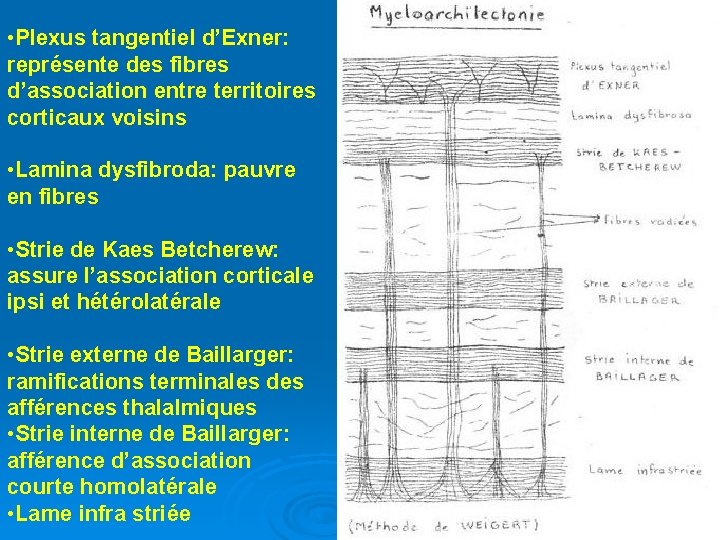  • Plexus tangentiel d’Exner: représente des fibres d’association entre territoires corticaux voisins •