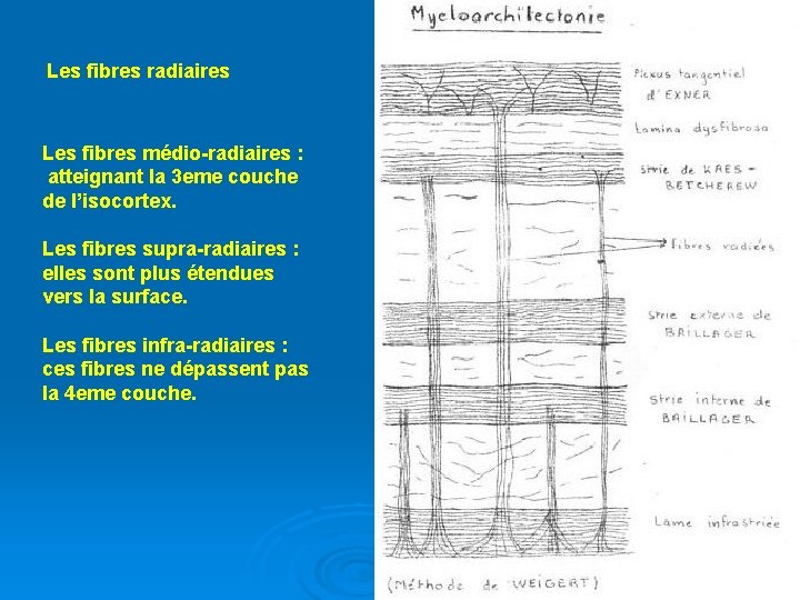 Les fibres radiaires Les fibres médio-radiaires : atteignant la 3 eme couche de l’isocortex.