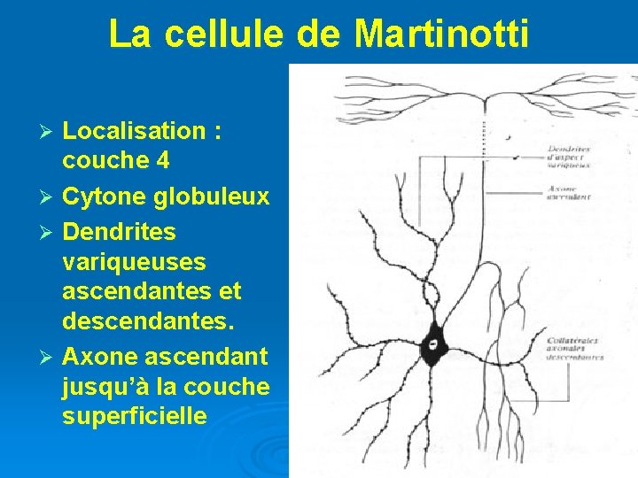La cellule de Martinotti Localisation : couche 4 Ø Cytone globuleux Ø Dendrites variqueuses