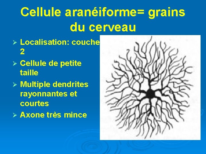 Cellule aranéiforme= grains du cerveau Localisation: couche 2 Ø Cellule de petite taille Ø