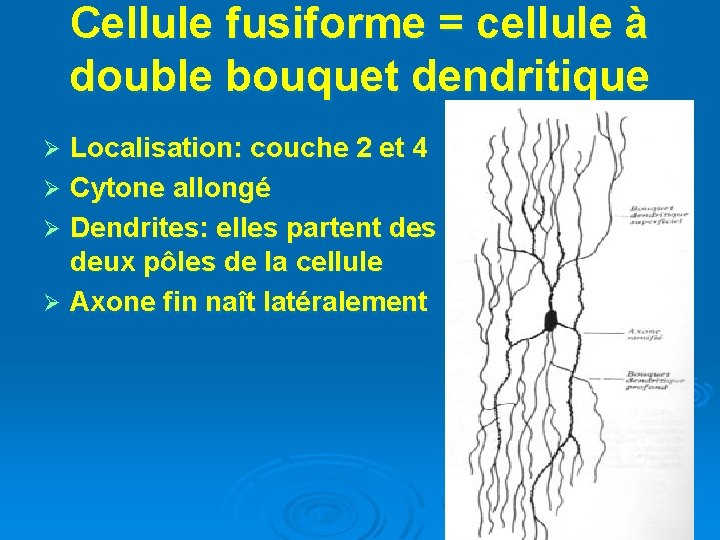 Cellule fusiforme = cellule à double bouquet dendritique Localisation: couche 2 et 4 Ø