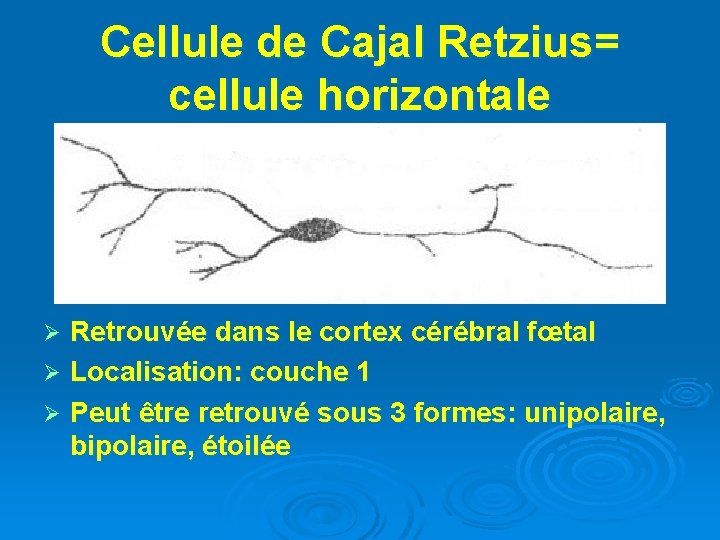 Cellule de Cajal Retzius= cellule horizontale Retrouvée dans le cortex cérébral fœtal Ø Localisation: