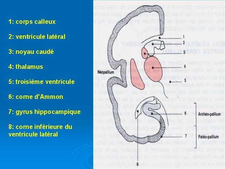 1: corps calleux 2: ventricule latéral 3: noyau caudé 4: thalamus 5: troisième ventricule