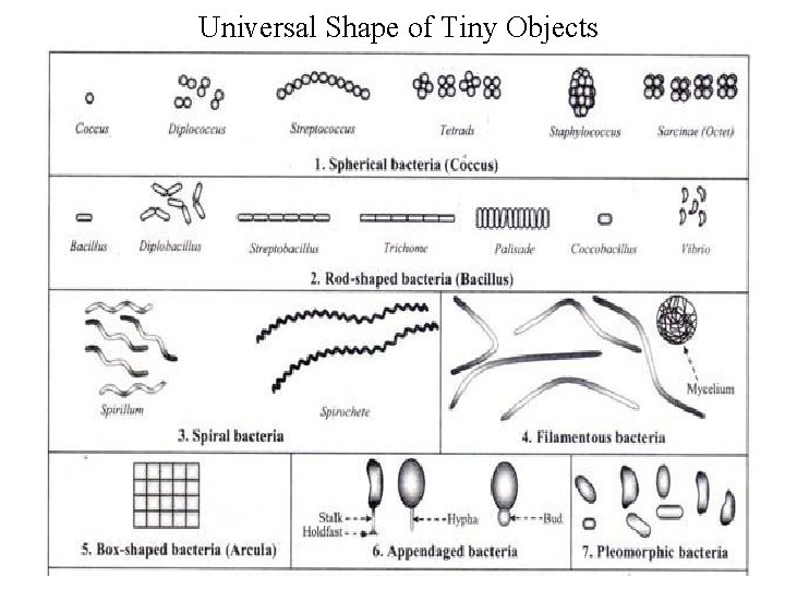 Universal Shape of Tiny Objects 