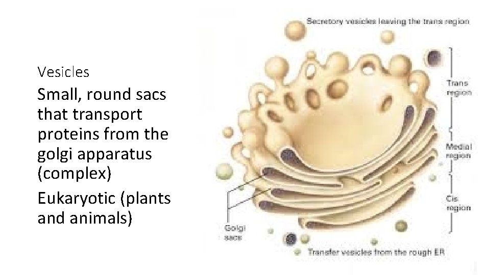 Vesicles Small, round sacs that transport proteins from the golgi apparatus (complex) Eukaryotic (plants