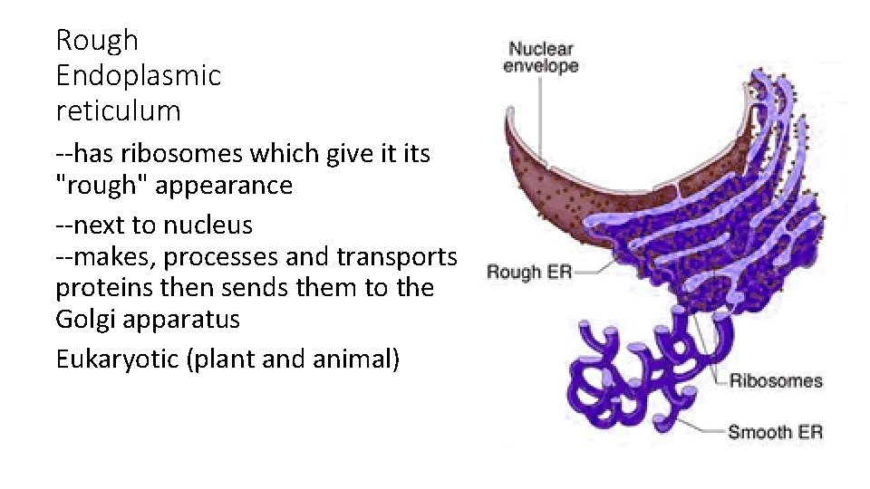 Rough Endoplasmic reticulum --has ribosomes which give it its "rough" appearance --next to nucleus