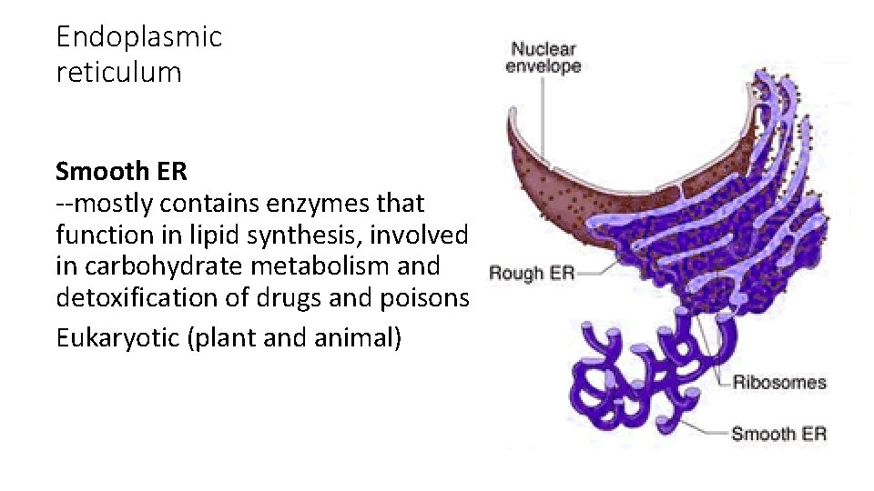 Endoplasmic reticulum Smooth ER --mostly contains enzymes that function in lipid synthesis, involved in