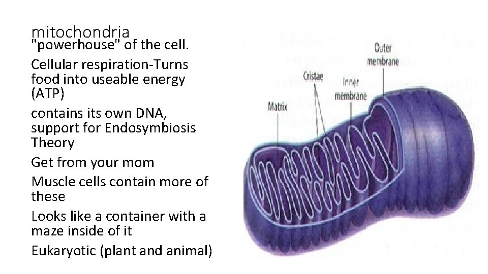 mitochondria "powerhouse" of the cell. Cellular respiration-Turns food into useable energy (ATP) contains its