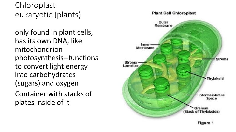 Chloroplast eukaryotic (plants) only found in plant cells, has its own DNA, like mitochondrion