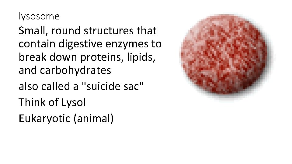 lysosome Small, round structures that contain digestive enzymes to break down proteins, lipids, and