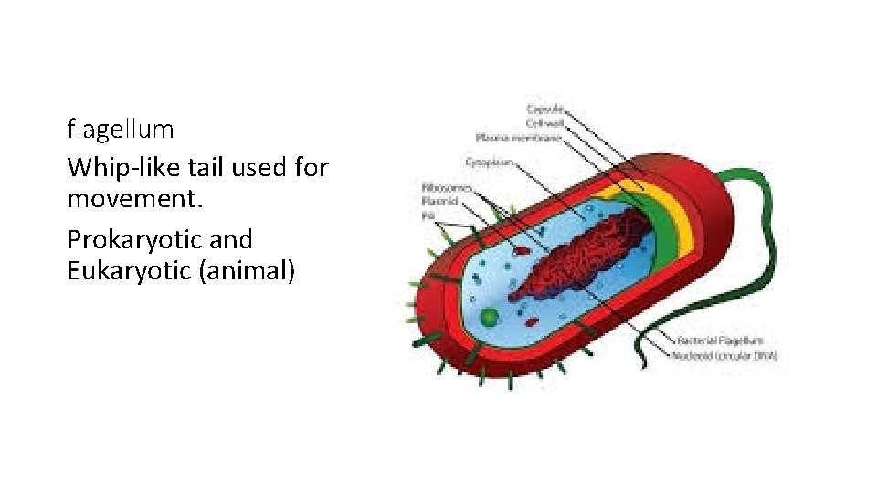 flagellum Whip-like tail used for movement. Prokaryotic and Eukaryotic (animal) 