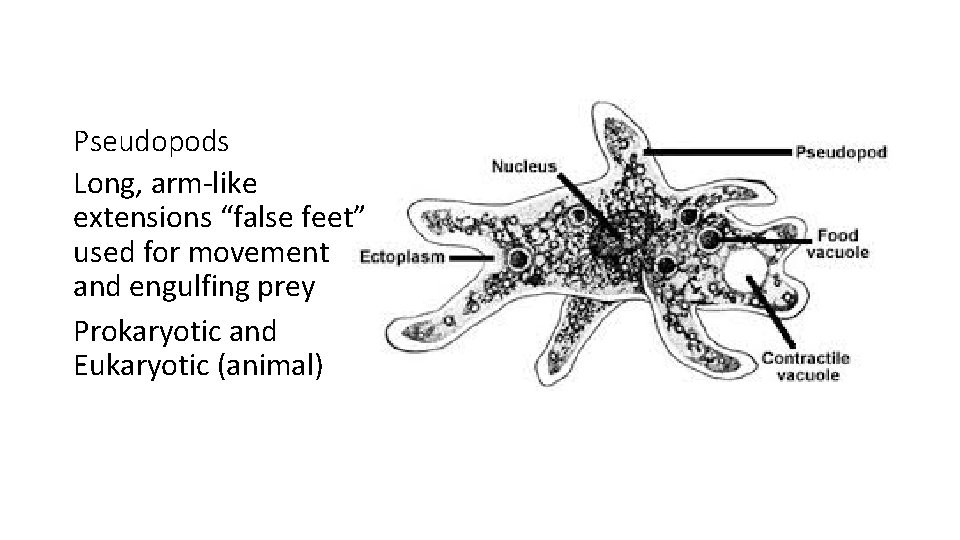 Pseudopods Long, arm-like extensions “false feet” used for movement and engulfing prey Prokaryotic and