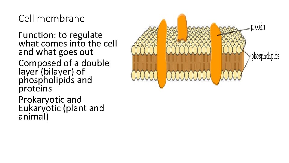 Cell membrane Function: to regulate what comes into the cell and what goes out