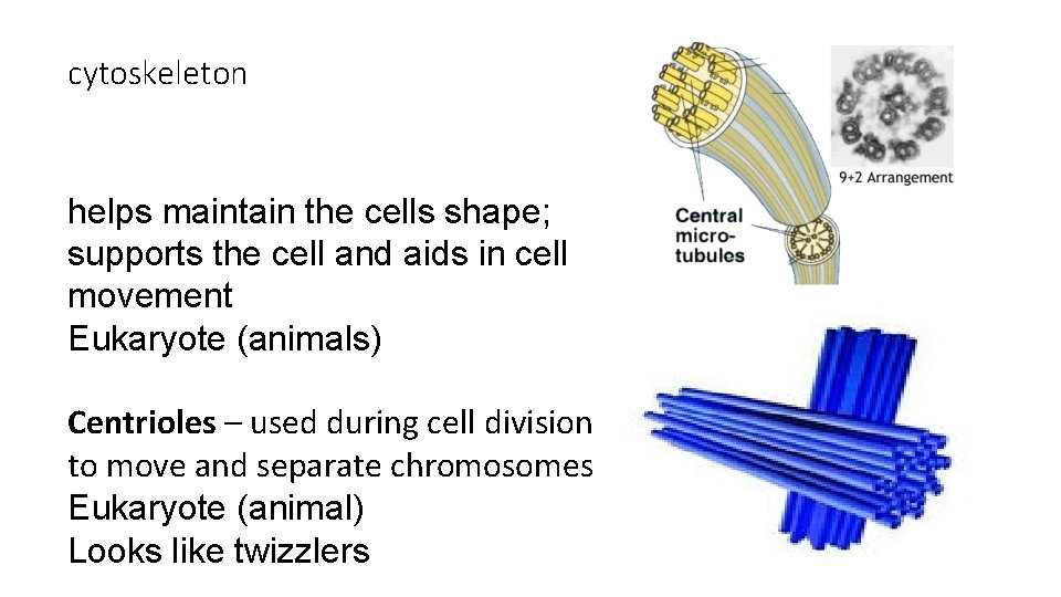 cytoskeleton helps maintain the cells shape; supports the cell and aids in cell movement