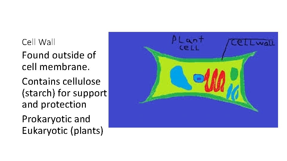 Cell Wall Found outside of cell membrane. Contains cellulose (starch) for support and protection