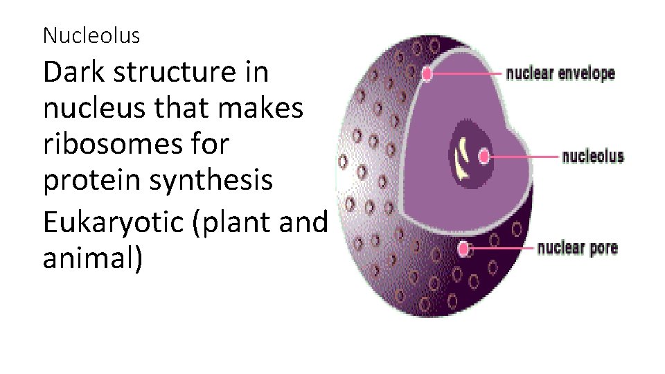 Nucleolus Dark structure in nucleus that makes ribosomes for protein synthesis Eukaryotic (plant and