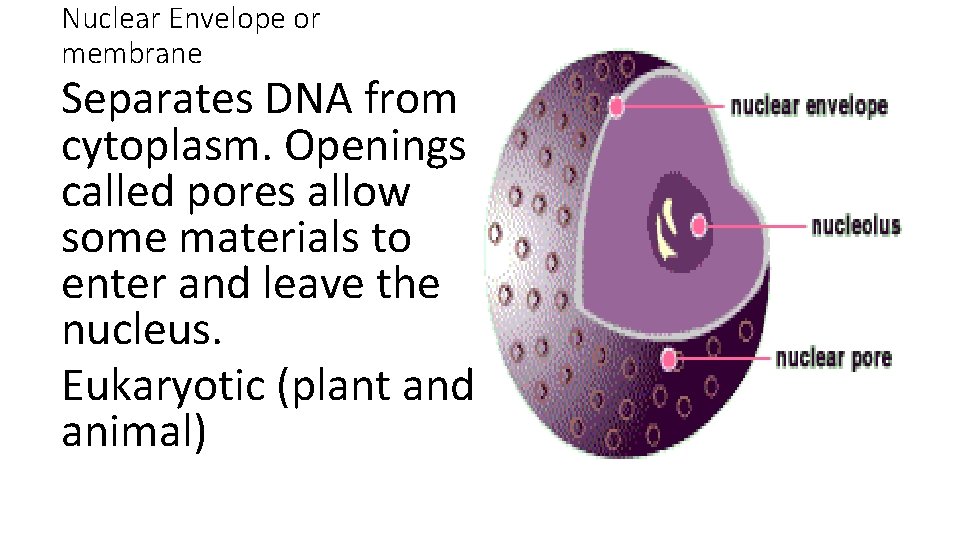 Nuclear Envelope or membrane Separates DNA from cytoplasm. Openings called pores allow some materials