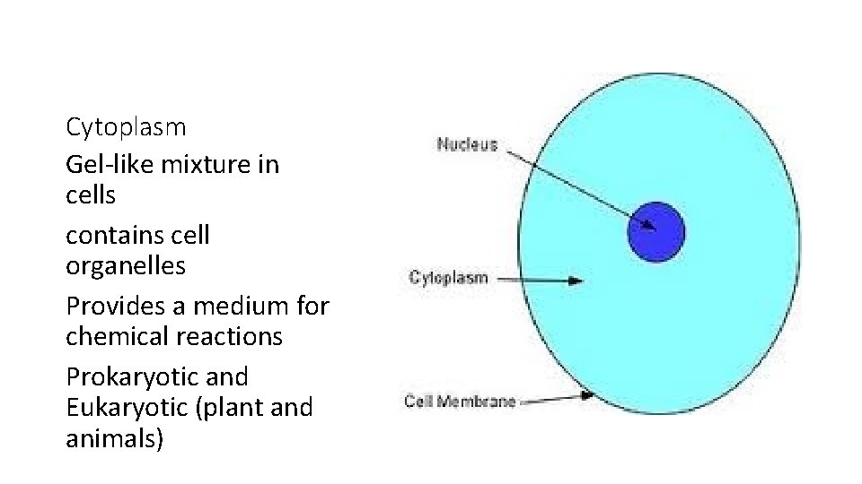 Cytoplasm Gel-like mixture in cells contains cell organelles Provides a medium for chemical reactions