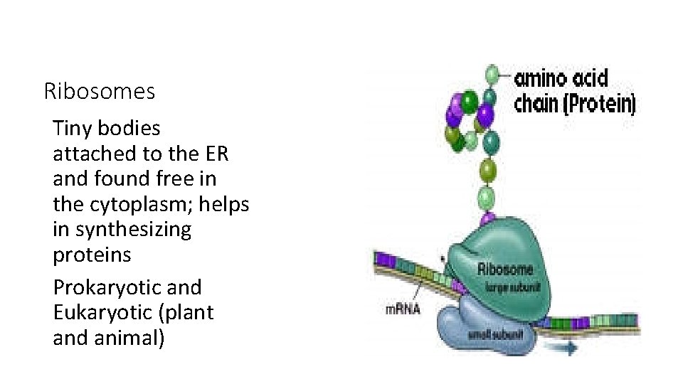 Ribosomes Tiny bodies attached to the ER and found free in the cytoplasm; helps