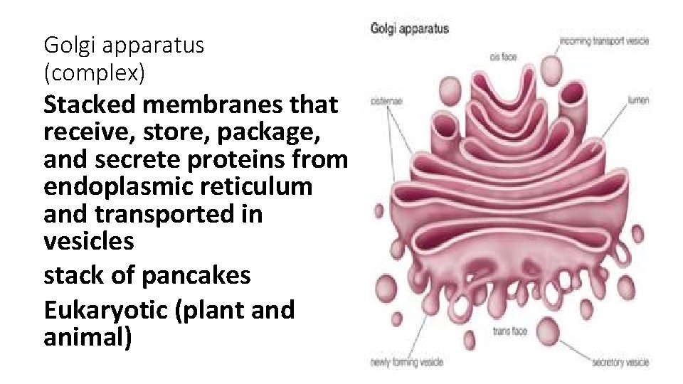 Golgi apparatus (complex) Stacked membranes that receive, store, package, and secrete proteins from endoplasmic