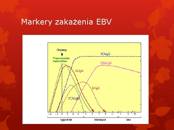 Markery zakażenia EBV 