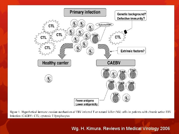 Wg. H. Kimura. Reviews in Medical Virology 2006 