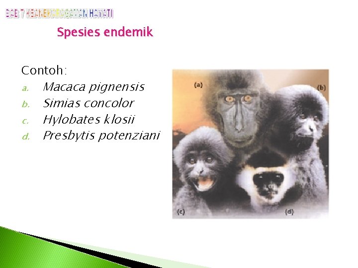 Spesies endemik Contoh: a. b. c. d. Macaca pignensis Simias concolor Hylobates klosii Presbytis