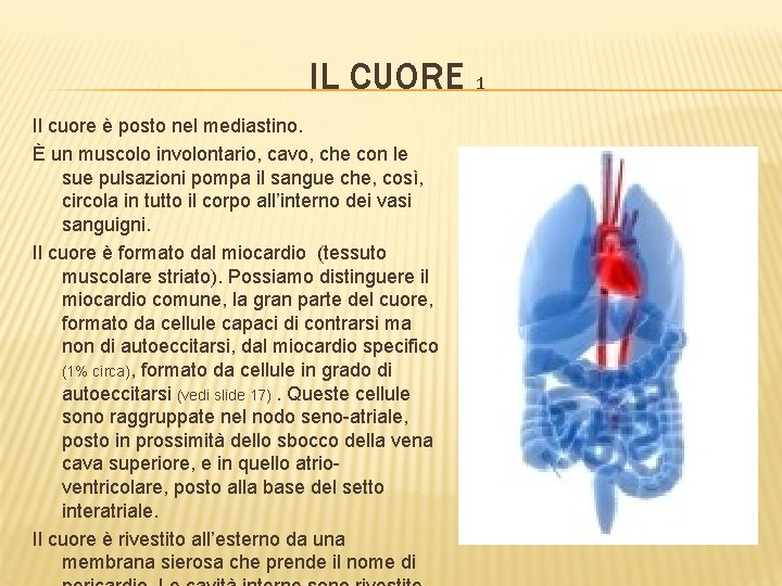 IL CUORE 1 Il cuore è posto nel mediastino. È un muscolo involontario, cavo,