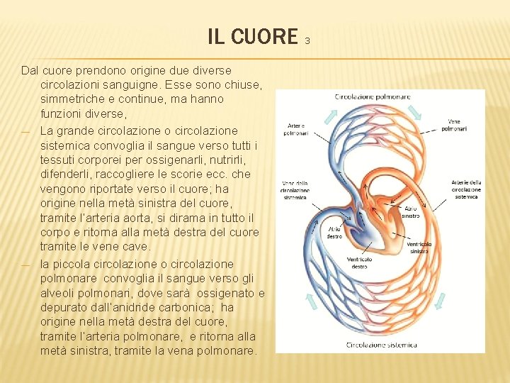 IL CUORE 3 Dal cuore prendono origine due diverse circolazioni sanguigne. Esse sono chiuse,