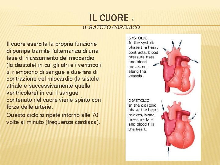 IL CUORE 4 IL BATTITO CARDIACO Il cuore esercita la propria funzione di pompa