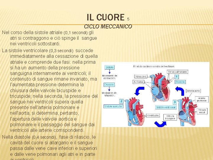 IL CUORE 5 CICLO MECCANICO Nel corso della sistole atriale (0, 1 secondi) gli