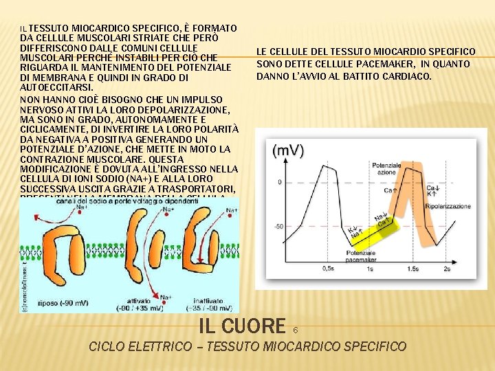 IL TESSUTO MIOCARDICO SPECIFICO, È FORMATO DA CELLULE MUSCOLARI STRIATE CHE PERÒ DIFFERISCONO DALLE