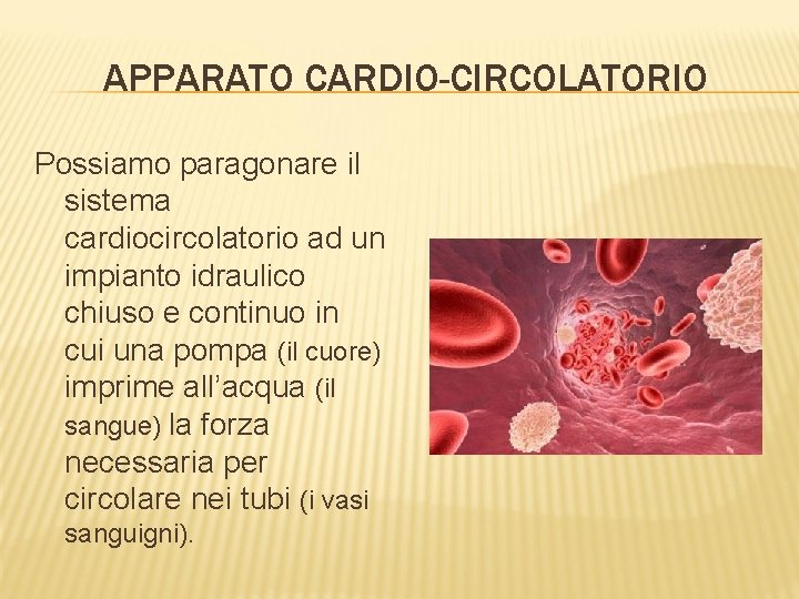 APPARATO CARDIO-CIRCOLATORIO Possiamo paragonare il sistema cardiocircolatorio ad un impianto idraulico chiuso e continuo