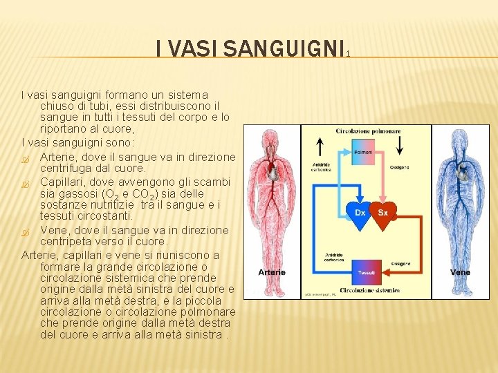 I VASI SANGUIGNI I vasi sanguigni formano un sistema chiuso di tubi, essi distribuiscono