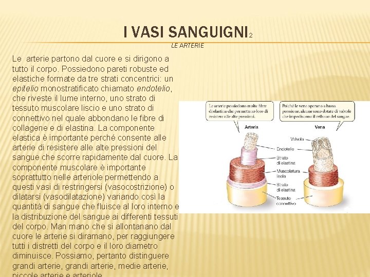 I VASI SANGUIGNI 2 LE ARTERIE Le arterie partono dal cuore e si dirigono