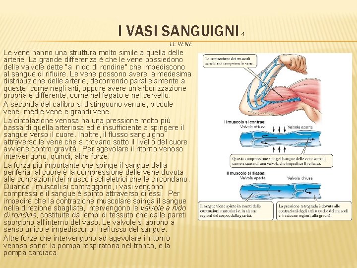 I VASI SANGUIGNI 4 LE VENE Le vene hanno una struttura molto simile a