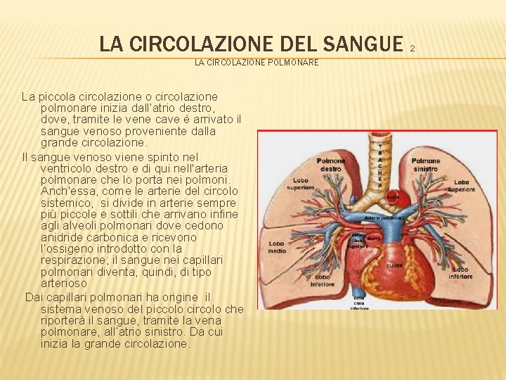 LA CIRCOLAZIONE DEL SANGUE 2 LA CIRCOLAZIONE POLMONARE La piccola circolazione o circolazione polmonare