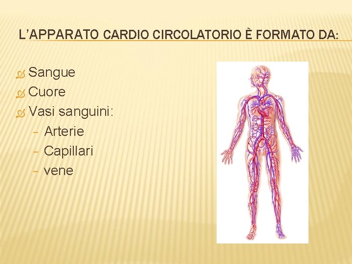 L’APPARATO CARDIO CIRCOLATORIO È FORMATO DA: Sangue Cuore Vasi sanguini: − Arterie − Capillari