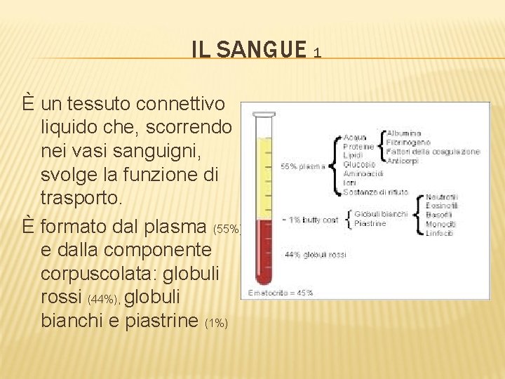 IL SANGUE 1 È un tessuto connettivo liquido che, scorrendo nei vasi sanguigni, svolge