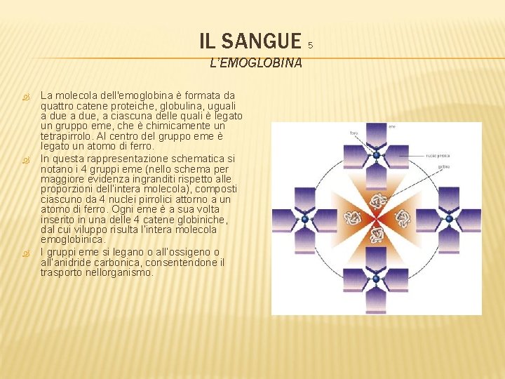 IL SANGUE 5 L’EMOGLOBINA La molecola dell'emoglobina è formata da quattro catene proteiche, globulina,
