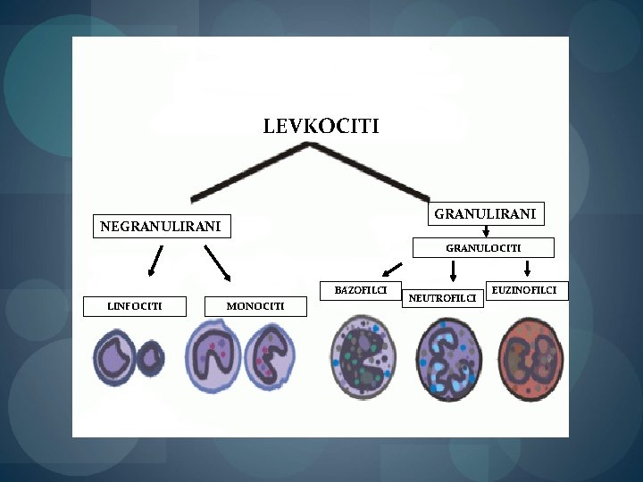 LEVKOCITI GRANULIRANI NEGRANULIRANI GRANULOCITI BAZOFILCI LINFOCITI MONOCITI NEUTROFILCI EUZINOFILCI 