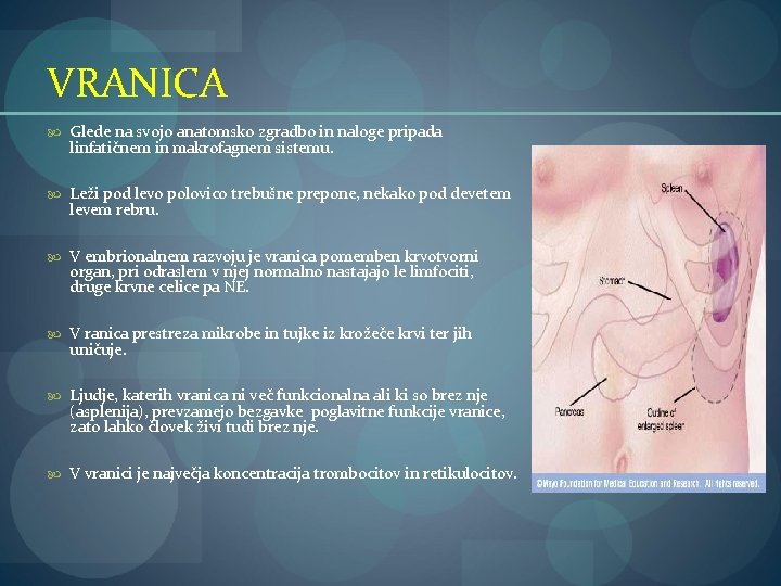 VRANICA Glede na svojo anatomsko zgradbo in naloge pripada linfatičnem in makrofagnem sistemu. Leži