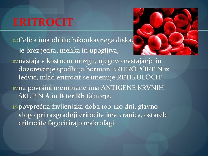 ERITROCIT Celica ima obliko bikonkavnega diska, je brez jedra, mehka in upogljiva, nastaja v